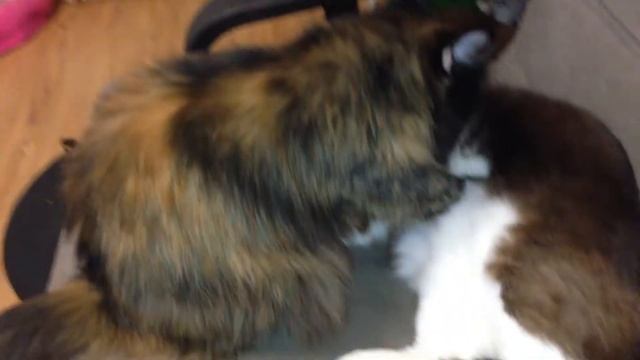 Кошачий массаж! Бесплатно!