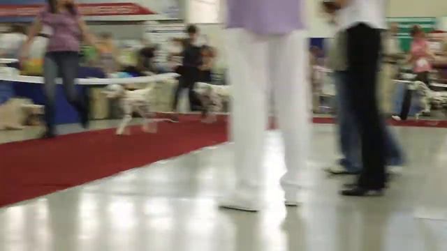 CACIB In Tuymen (Russia) 12/06/2011 Best Of Bred Mono Dalmatian