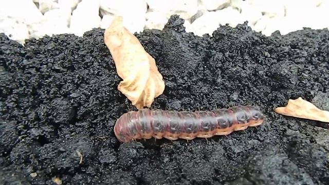 гусеница, поедающая асфальт