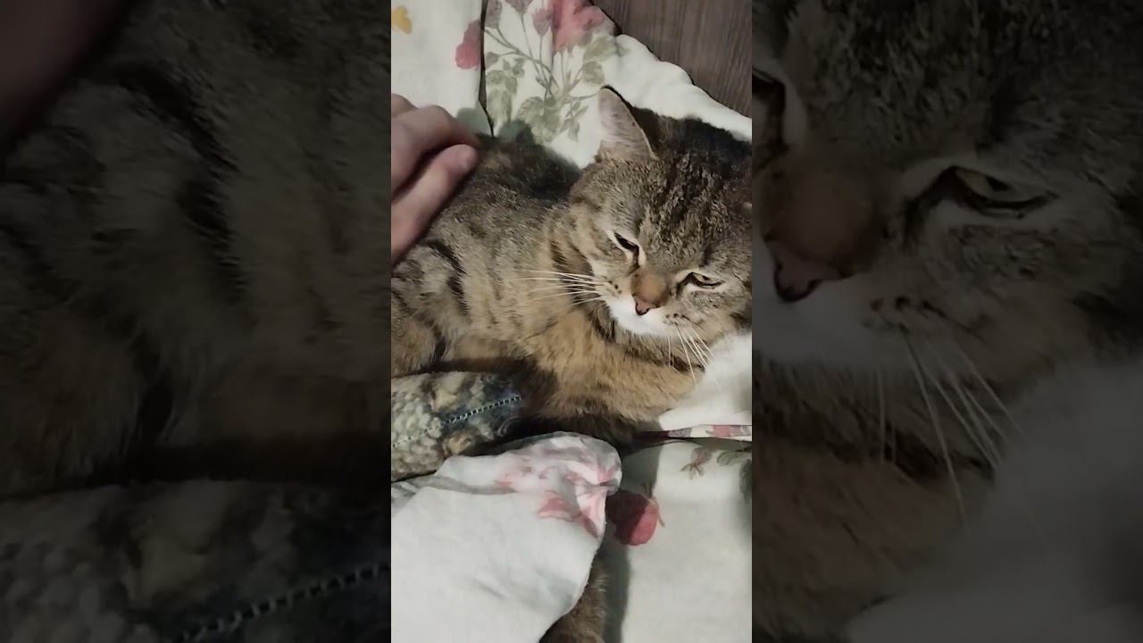 Моя кошка в доме родственников. #кошка #котики #мурчание