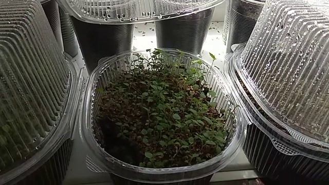 Обзор сеянцев/Seedling Overview