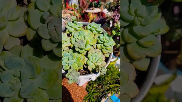 Sedum Clavatum #plantas #suculentas #plantasdesdemibalcon