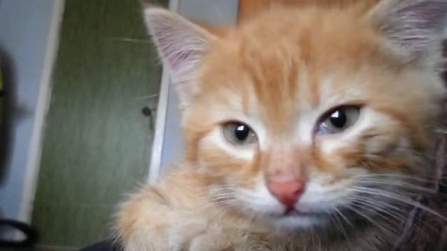 РЫЖИЙ КОТЁНОК