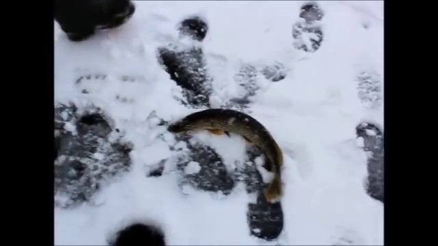 Зимняя рыбалка на щуку, окуня и карася. 09.12.2018г