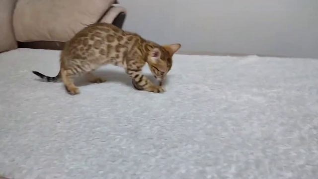 7f0bec9b05f37b4d61ece5302b88a5d2