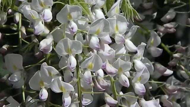 Wisteria Floribunda Honbeni