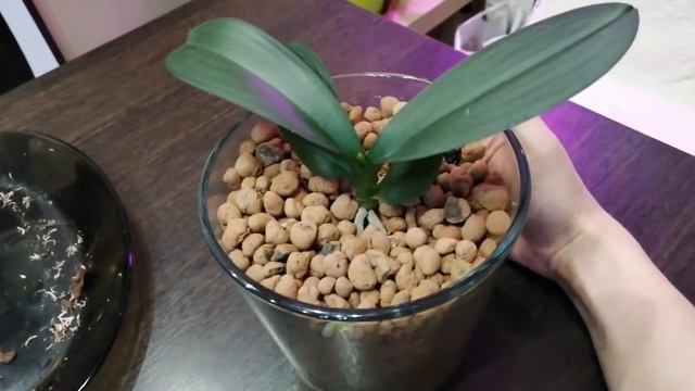 Орхидеи на блоке, часть 3. Полив орхидей 06.03.2020