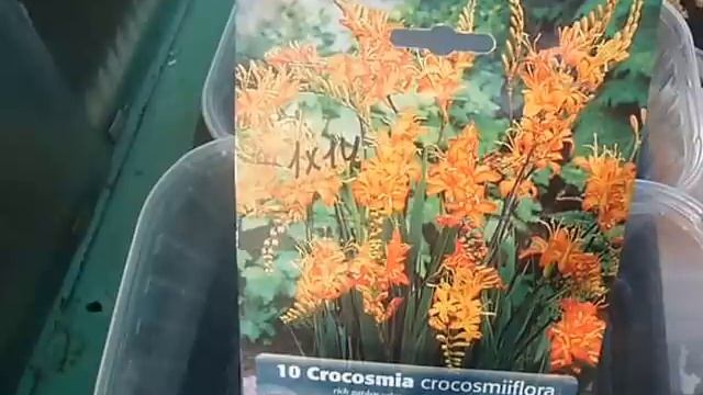 посев луковичек японского гладиолусачасть 1