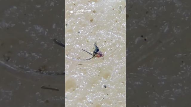 Смешное видео