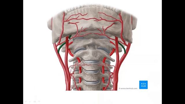 ТАШКИ УЙКУ АРТЕРИЯСИНИНГ ОЛДИНГИ ВА ОРКА ТАРМОКЛАРИ -A.CAROTIS EXTERNA Иброхимова Л.И