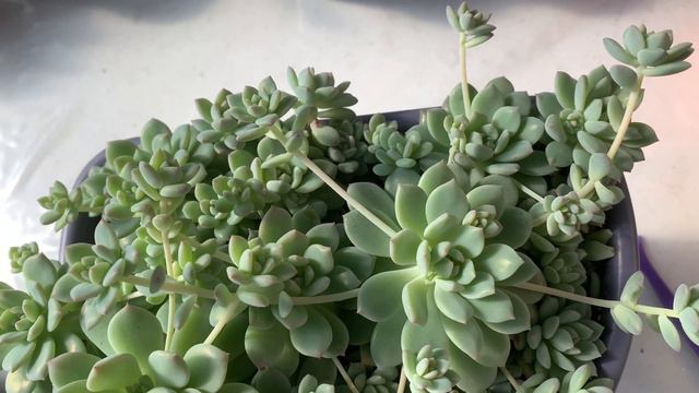 2a00f623f83c21f31b5f3a204bd0e316