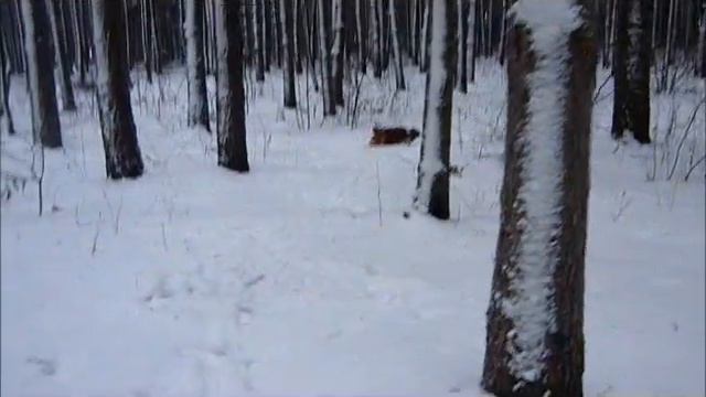 Ричи - беготня по зимнему лесу!