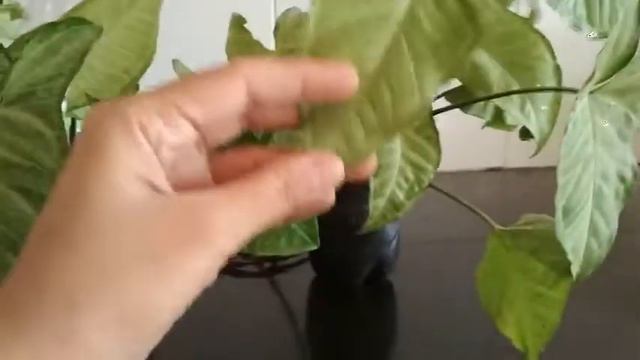 🍂Arrowhead Plant In Bottle🍃by Green Corner