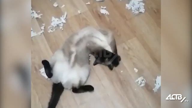 C805068c5c26a315756cc9adf424c26c