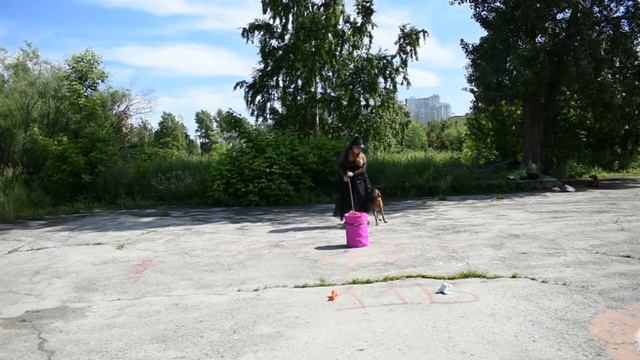 Кутазова Ирина и выжла Охота поиска Авантюра. Класс Открытый.Фристайл