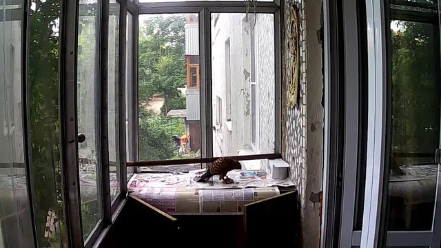 Кормление сокола пустельга джунгарским хомячком