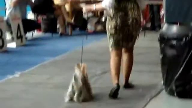 04 05 13 International Dog Show In Russia Смилайн Нью Хэппинесс, Смирнова М.