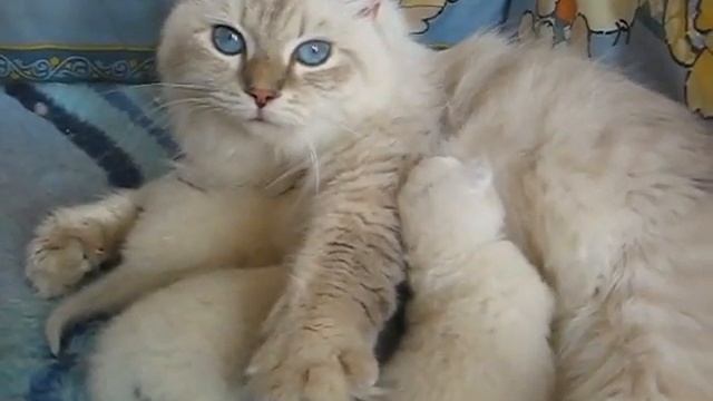 1f20214abed1153517eca28c43783e1f