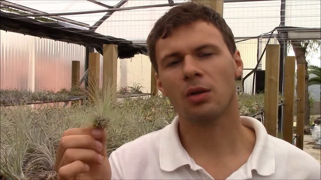 Tillandsia Fuchsii F. Gracilis (Planta Brutt Video 25) English