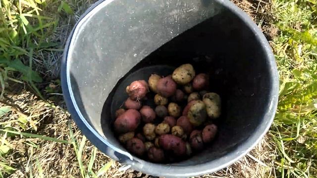 Первая картошка на чернозёме. Эксперимент. Семена из Магнита...