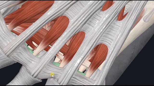 Мышца, приводящая большой палец стопы (m. Adductor Hallucis) 3D Анатомия