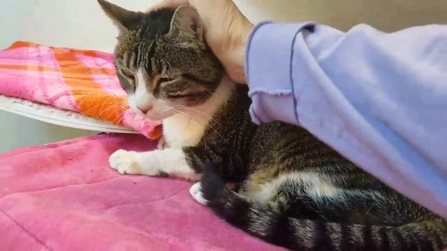 Petunia A767280 (ADOPTED 8/4/19)