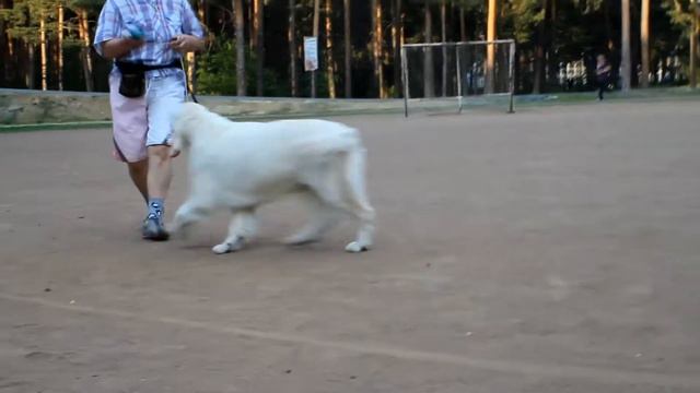 Rus Pekos Romashka Golden Retriever