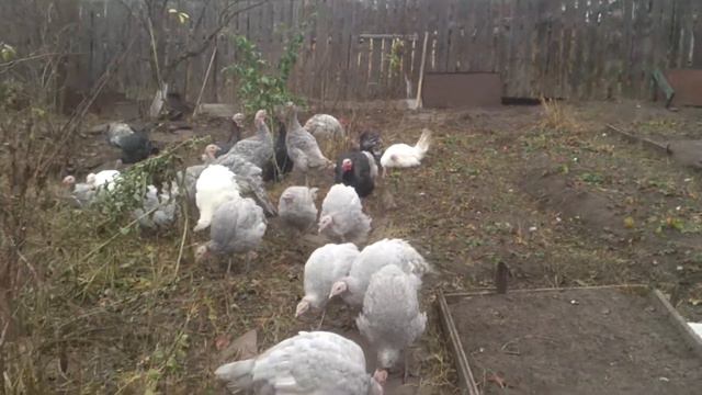 Любопытные индюки. Хромых прибавилось.