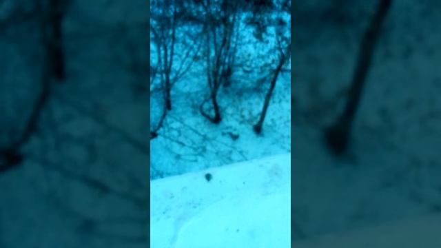 Накормил Птичек зимой.