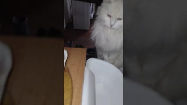 БЕЛКА в ПЕЧАЛИ? #shorts #дом #кошки