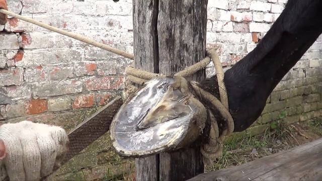 Простой способ успокоить лошадь перед расчисткой копыт.