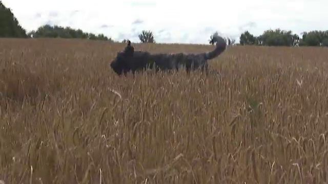 Бувье скачет по полям