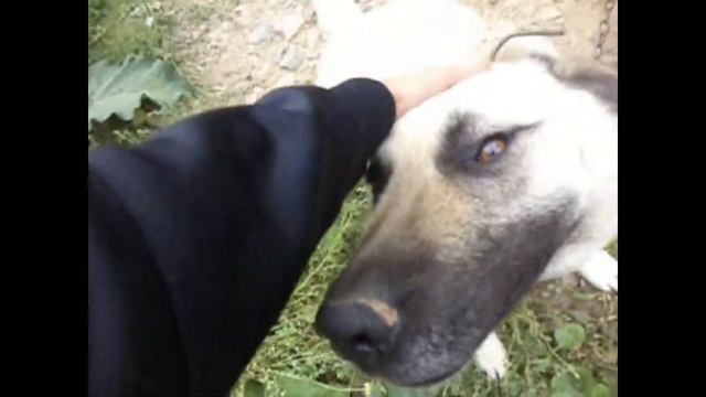 VLOG:Пошол один на трубы чуть не покусала собака и покотушки на вело мобиле