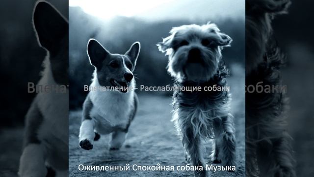 Музыка (Спящая собака)