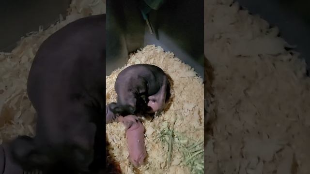Skinny Guinea Pig Birth(роды морской свинки  породы скинни)