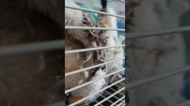 я из двух своих игрушек сделал:титана камера мена и спикер мена)(в месте с рыбами и хамеком)