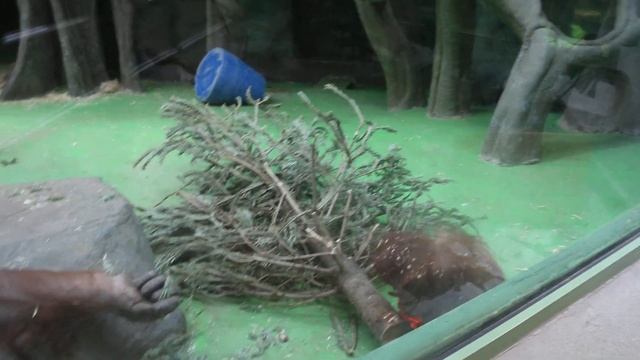 Самка орангутанга с детёнышем  Московский зоопарк 25 января 2022