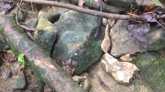 Moss Borneo 👍🏻👍🏻