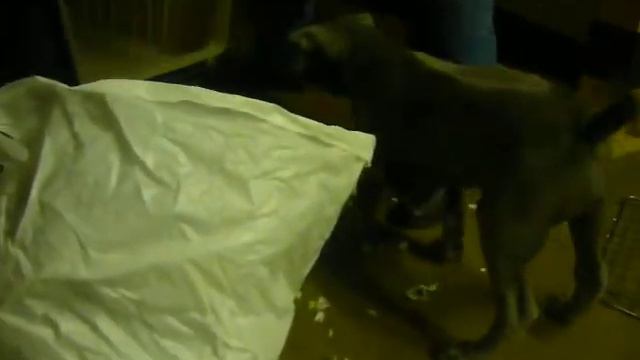 Карго - тайский риджбек.MOV