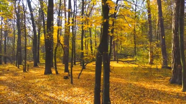 Красивая расслабляющая музыка - музыка для сна, бессонница, музыка для медитации, дзен, йога.