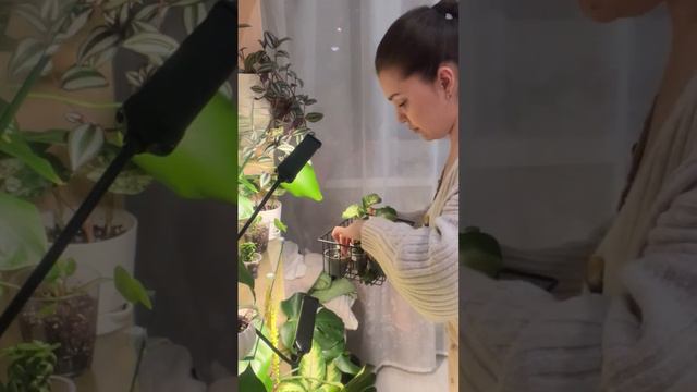 забираю растения из детсада 😂новая пересадка болталка на канале #эпипремнум #черенки #растения