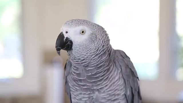 Neo the African Grey talking up a storm - Best parrot talking video ever