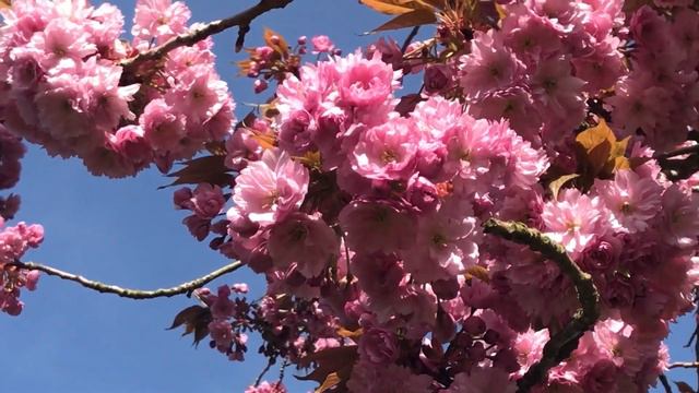 Музыка лечит сердце и сосуды 🌿 успокаивает нервную систему и радует душу.