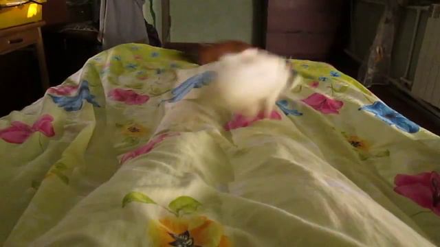 Морские свинки видео