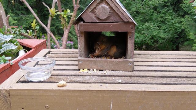 Petunia: Able To Eat Peanuts Again