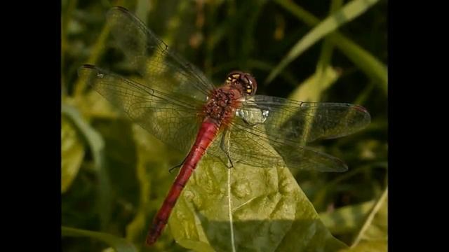 Какие бывают стрекозы  Познавательное видео для малышей про стрекозу