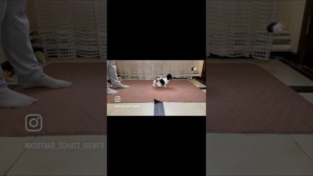 Бивер мальчик Костбар Шатц Зурбаган 🥰