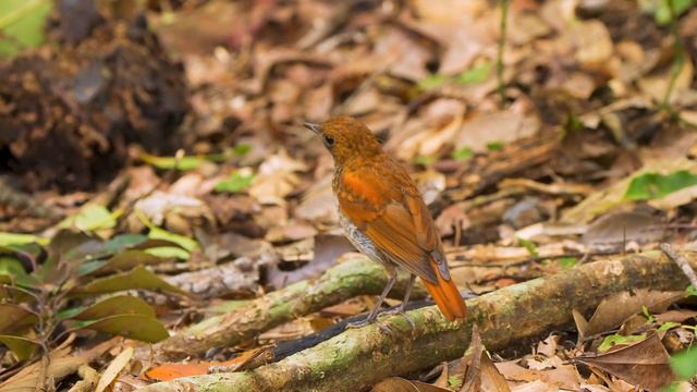 アカヒゲ 　Ryukyu Robin  奄美大島