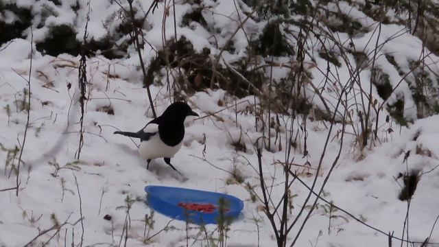 №4331  19 11 2023  Сорока и арахис