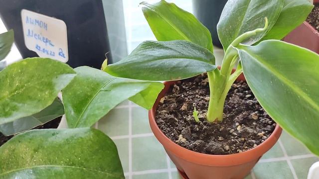 Обзор цитрусовых (новое увлечение) часть 1.